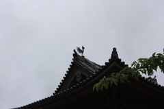 鳳凰