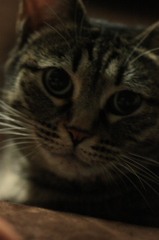 ねっこねこ３