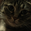 ねっこねこ３