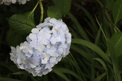梅雨紫陽花