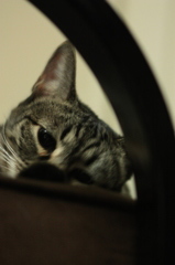 ねっこねこ２