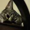 ねっこねこ２