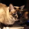 ねこです。。。。