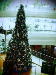 2013　HANEDA  AIRPORT    Xmasツリー