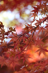ＭＯＭＩＪＩ