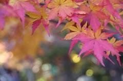 京都　東福寺　紅葉