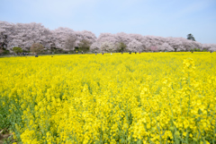 桜堤