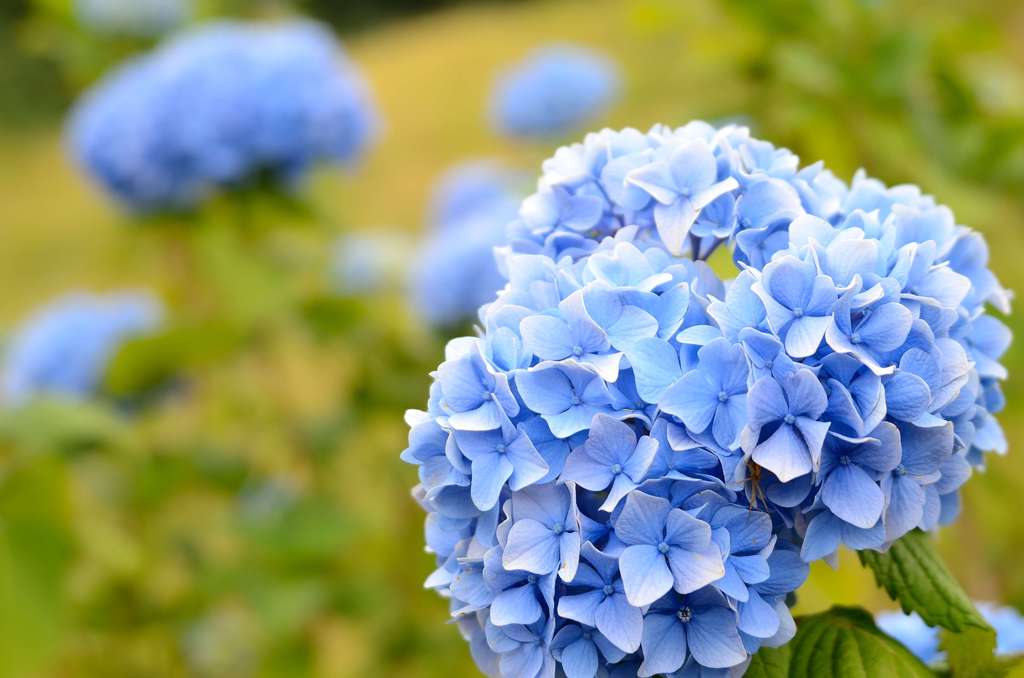 紫陽花