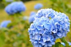 紫陽花