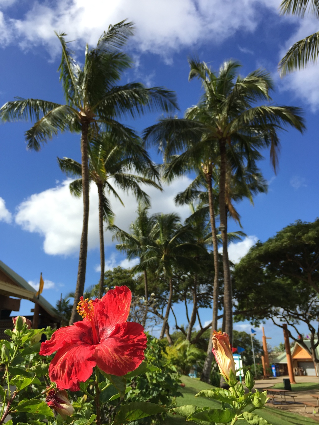 hawai i