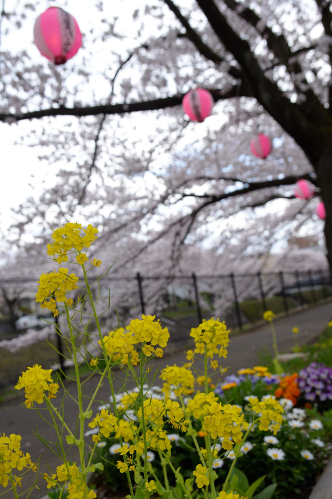 菜の花と桜