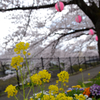 菜の花と桜