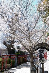春の晴れ間