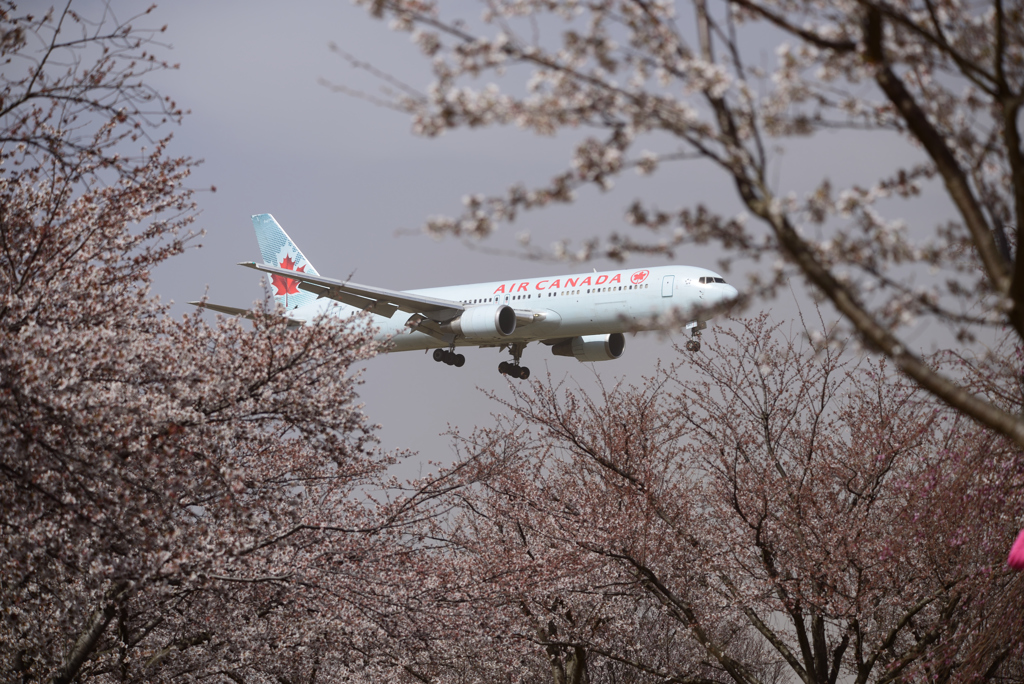 桜とカエデ