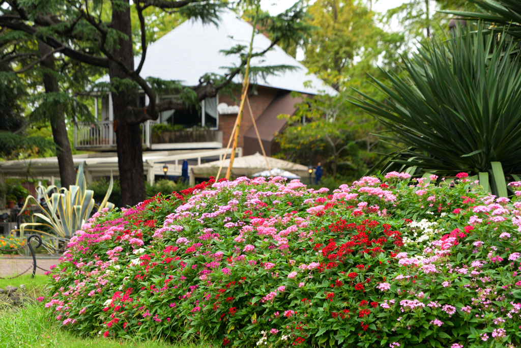 花のある景色