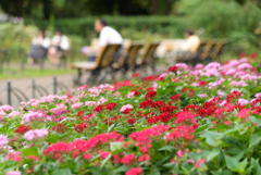 昼下がりの公園