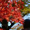 紅