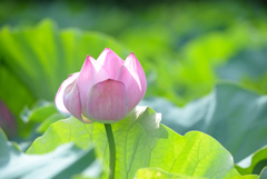 開花前