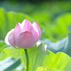 開花前