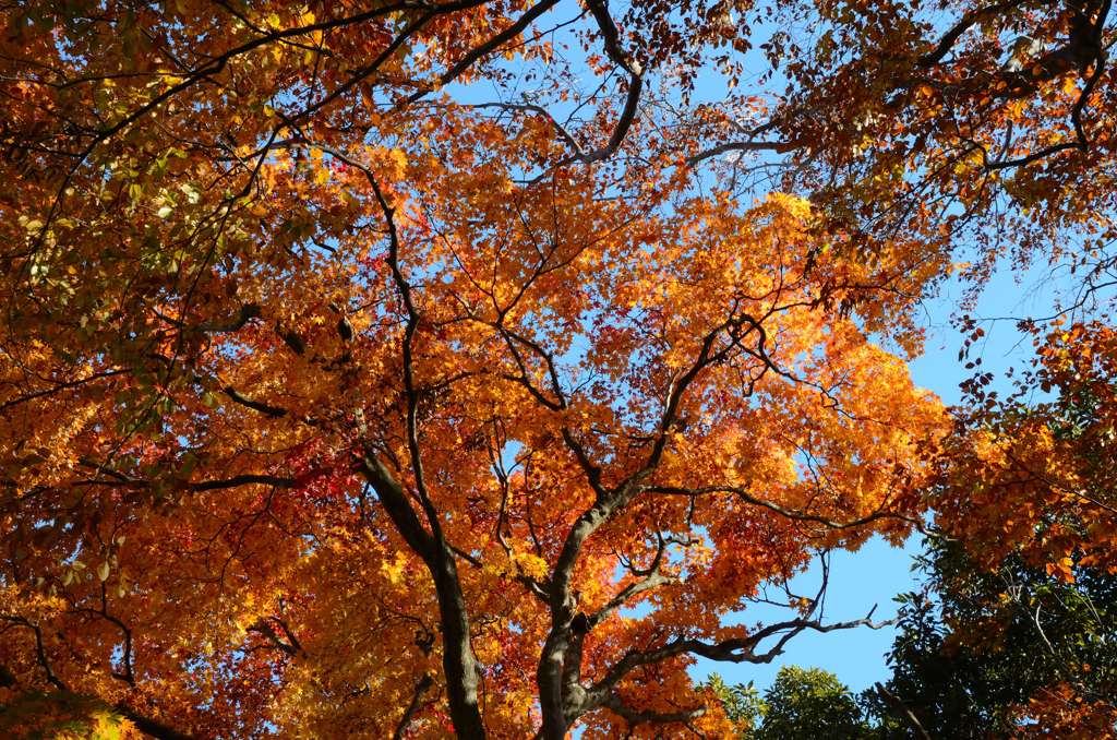 紅葉