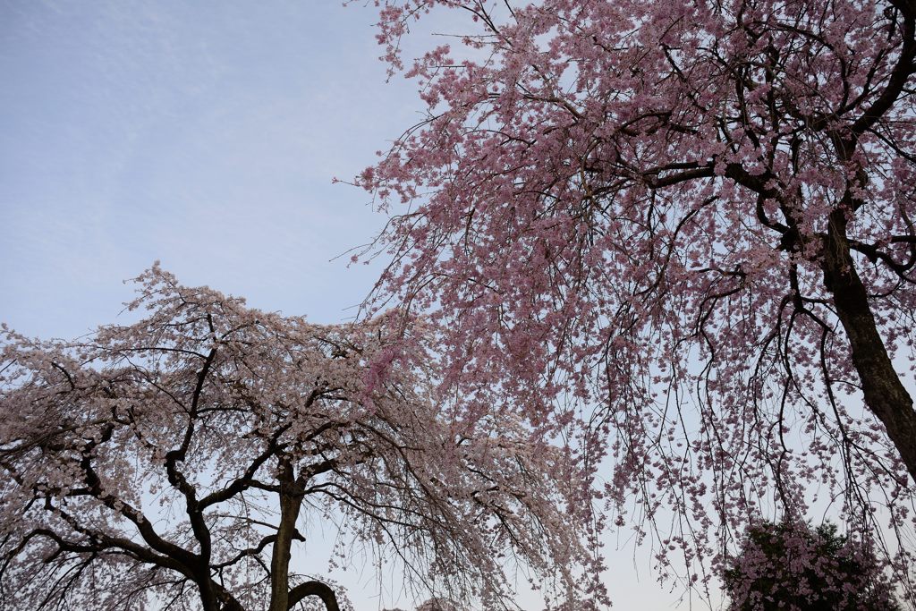 降り注ぐ桜
