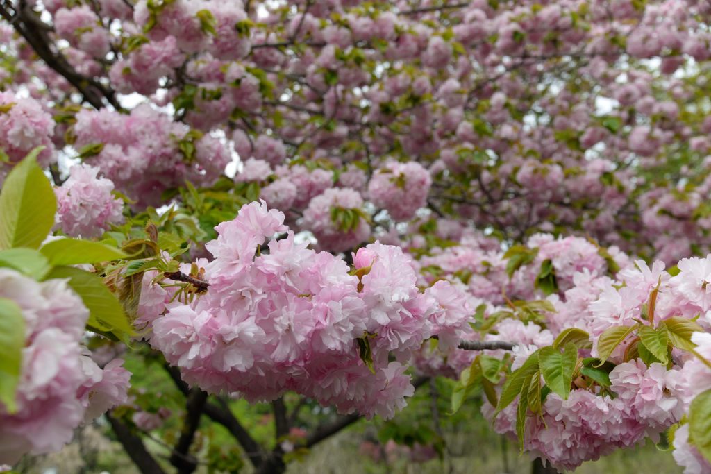 桜玉