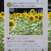 ひまわりストーリー
