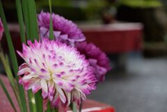 雨のダリア