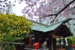 ミモザと桜と