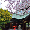 ミモザと桜と