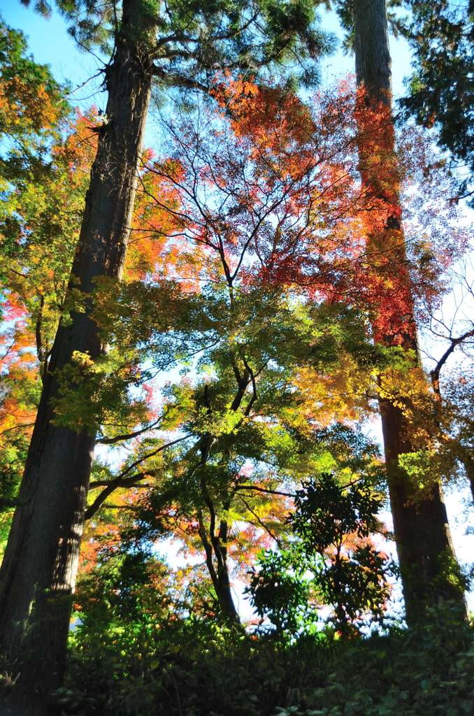 紅葉パレット