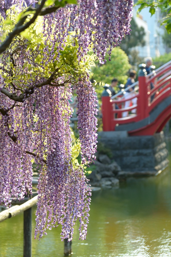 紫の房