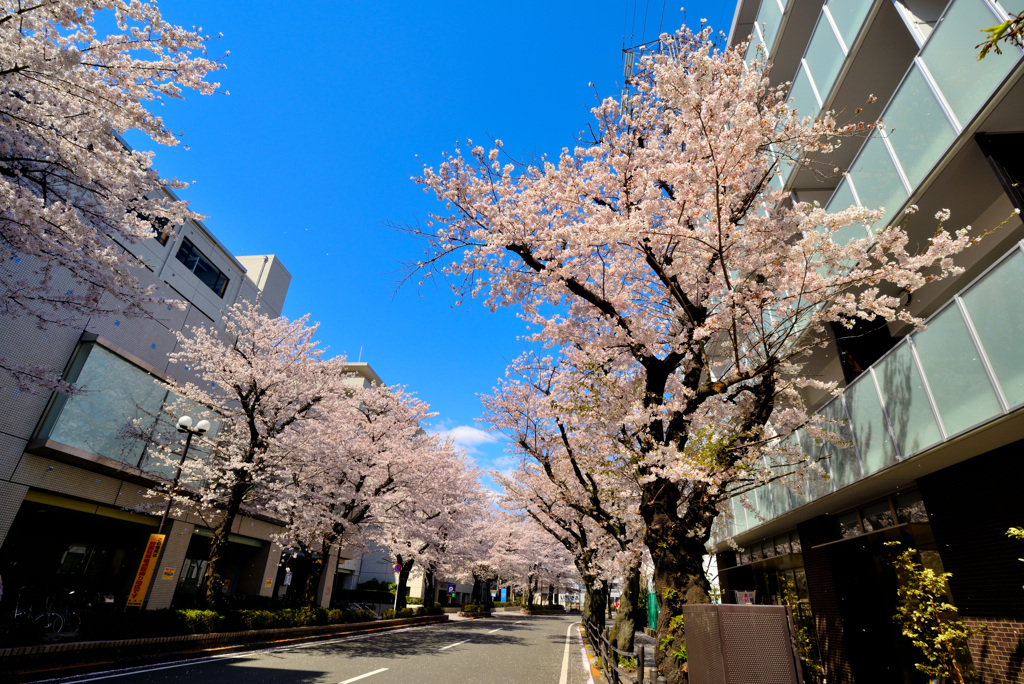 青空と桜