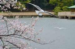 かもめの花見
