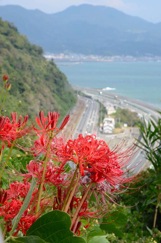 峠に咲く彼岸花