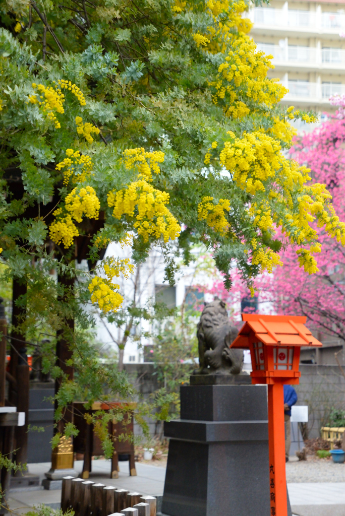 境内のミモザと桜