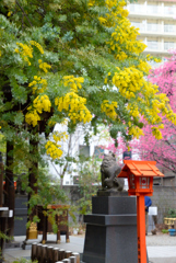 境内のミモザと桜
