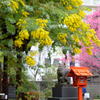 境内のミモザと桜