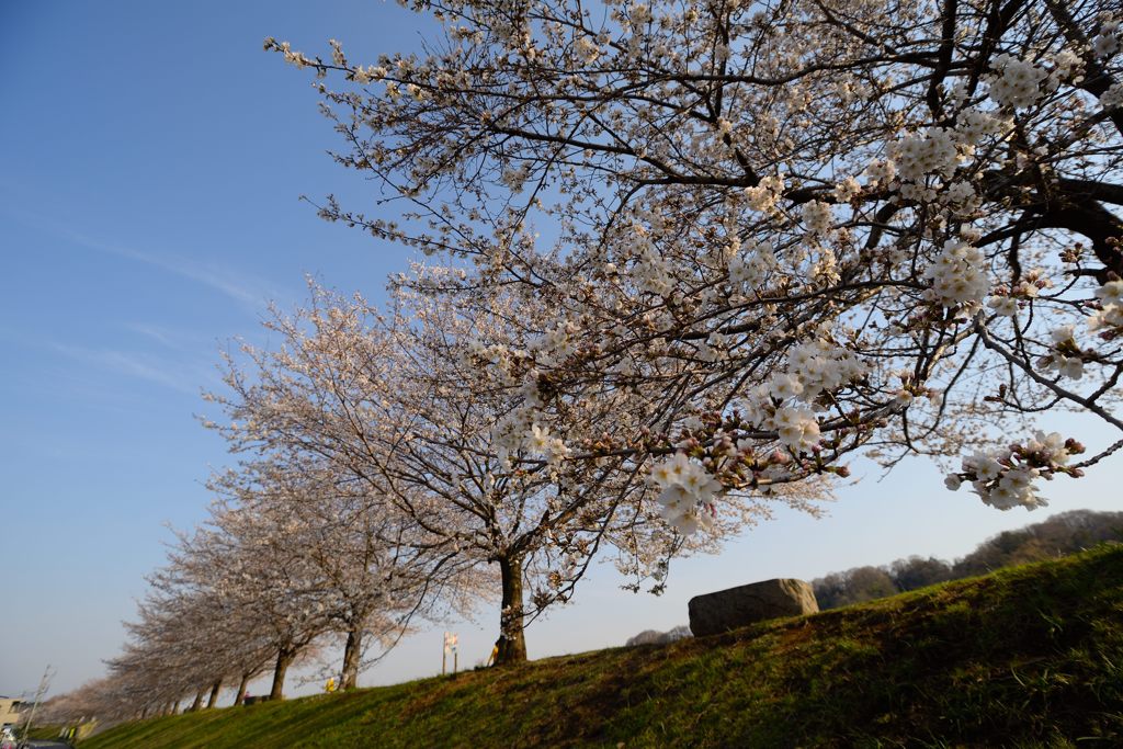 桜