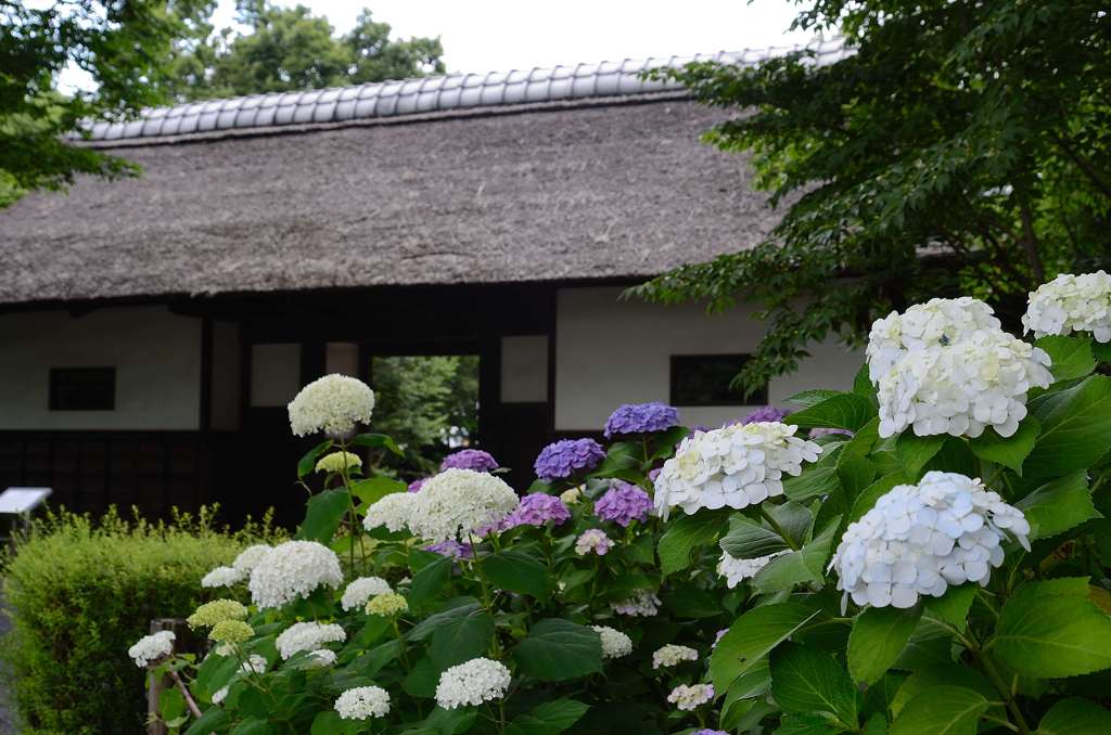 郷土の森
