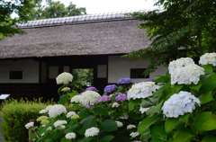 郷土の森
