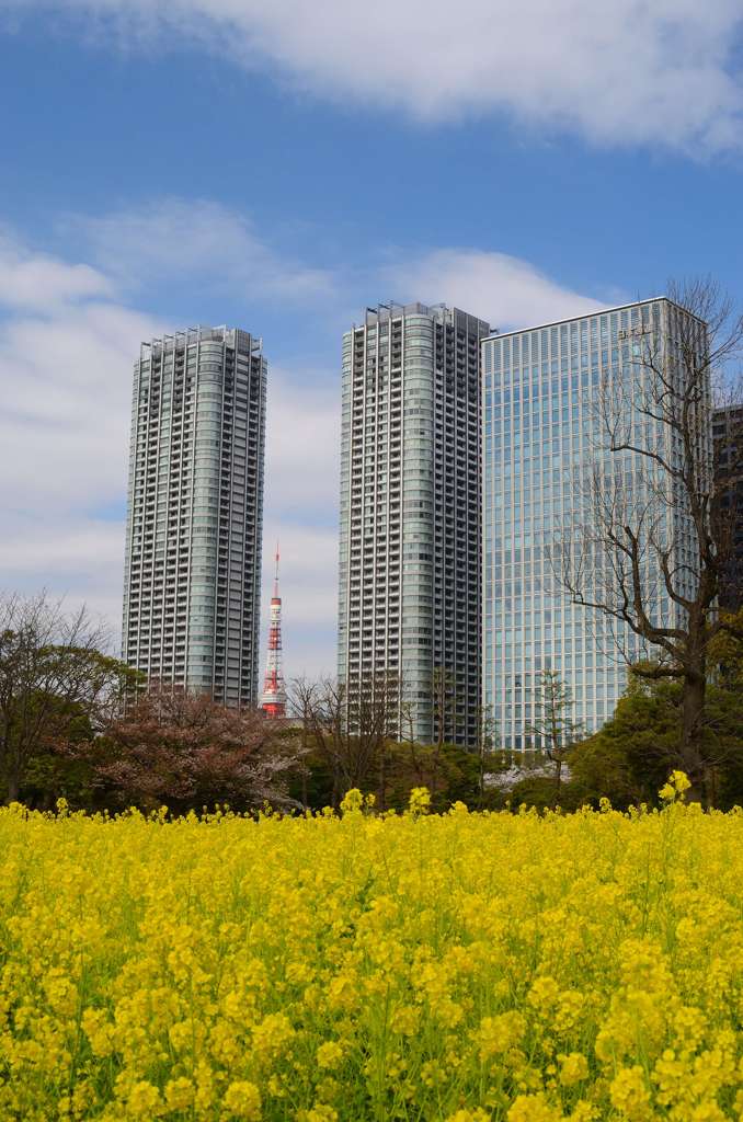 黄色の絨毯