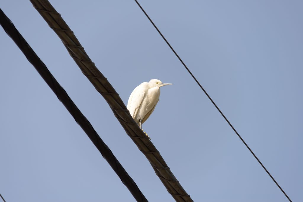 電線にサギ