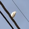 電線にサギ