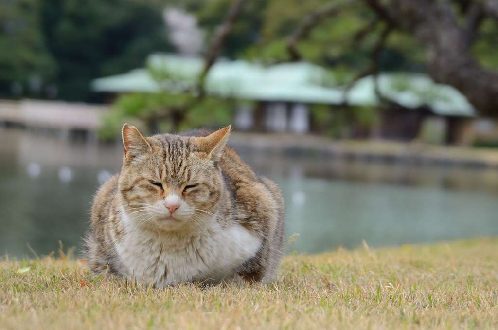 まったり感