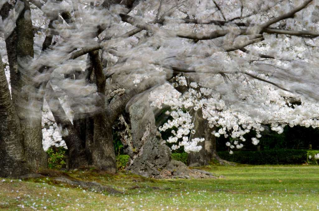 そよぐ桜