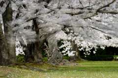 そよぐ桜