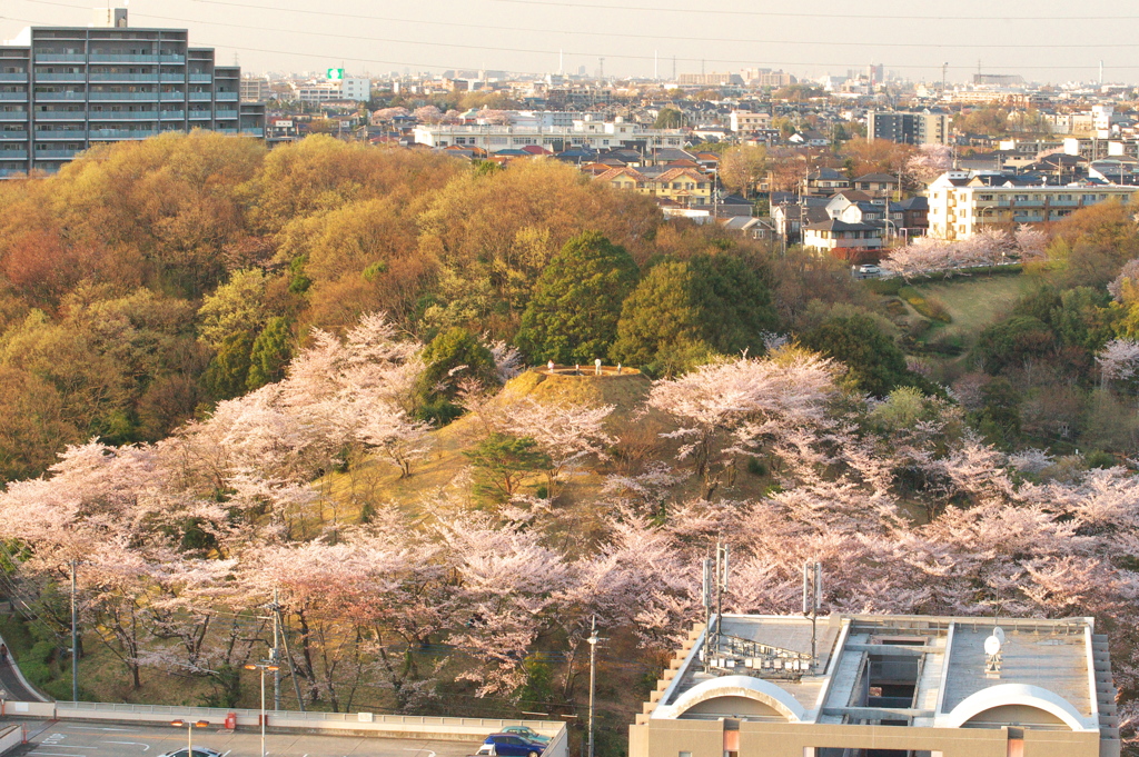 桜富士