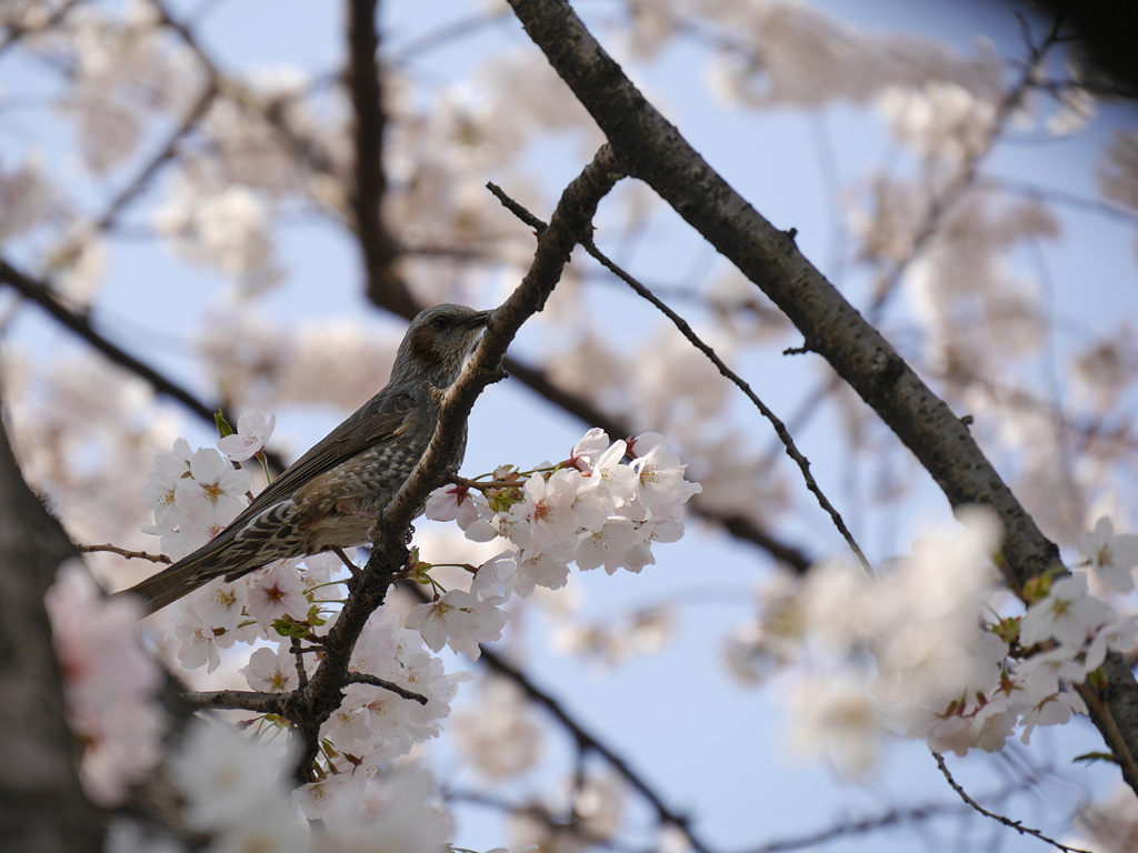桜ヒヨドリ
