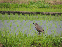 佇むゴイサギ幼鳥